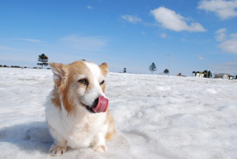 Do Corgis Like Cold Weather and Snow? An In-Depth Guide