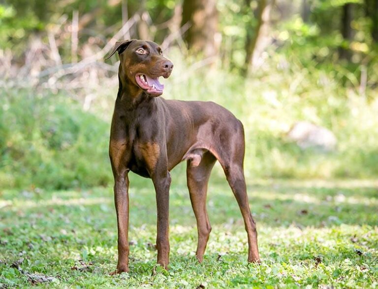 Do Dobermans Bark a Lot? Insights from a Dog Lover&lsquo;s Perspective