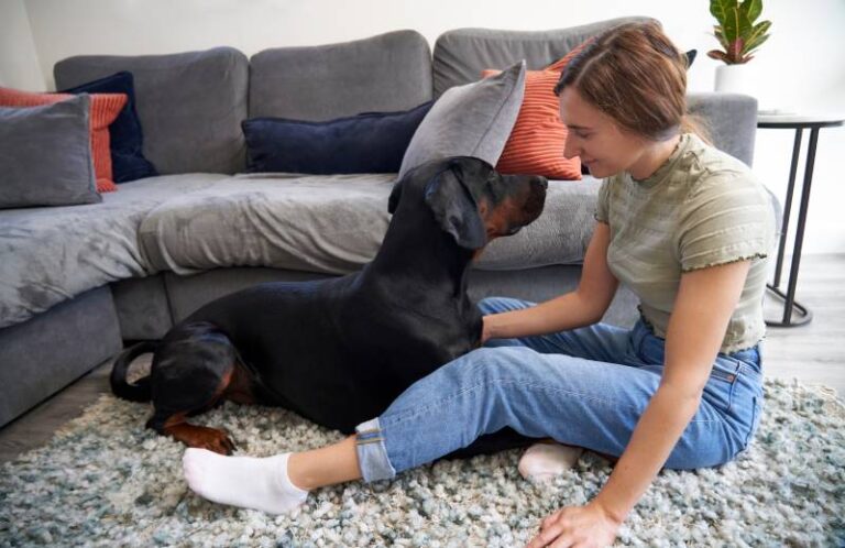 Do Dobermans Like to Cuddle? Affection, Temperament & FAQs