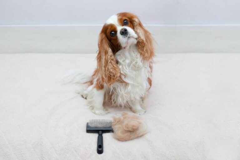Do Cavalier King Charles Spaniels Shed a Lot? An In-Depth Guide for Dog Lovers