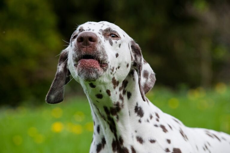 Does a Dalmatian Bark a Lot? An Expert Guide for Dog Lovers