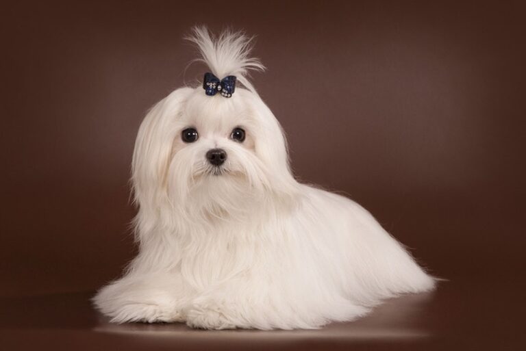Do Maltese Dogs Shed? A Comprehensive Guide to Maltese Coat Care