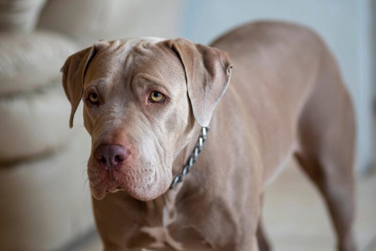 Do Pitbulls Shed a Lot? The Complete Guide to Pitbull Shedding and Grooming