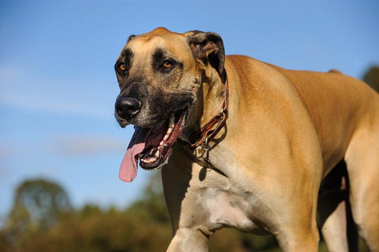 Beyond Wolves: Meet the Giant Dog Breeds That Dwarf Their Ancestors