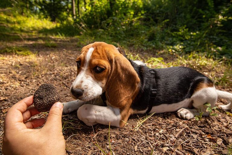 More Than a Nose: The Remarkable Abilities of Truffle Hunting Dogs