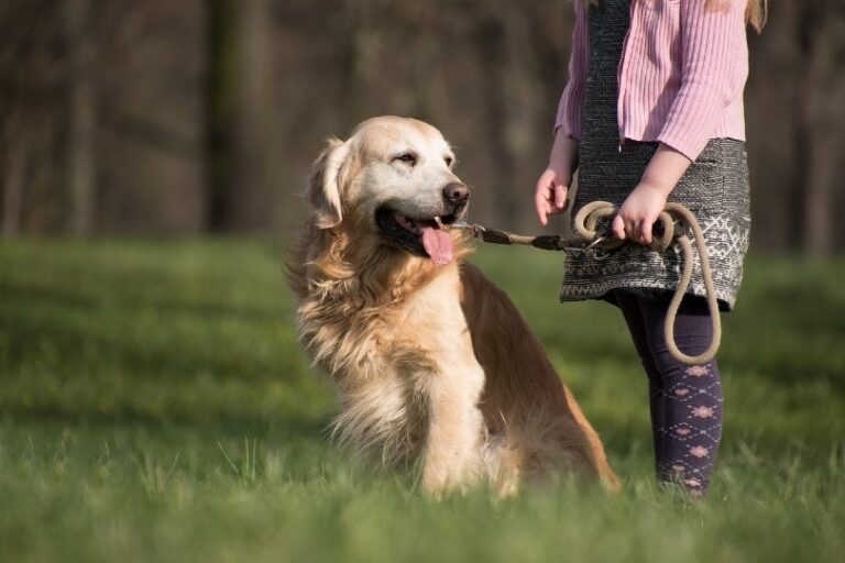 The Best Dog Breeds for Families with Kids: An In-Depth Guide