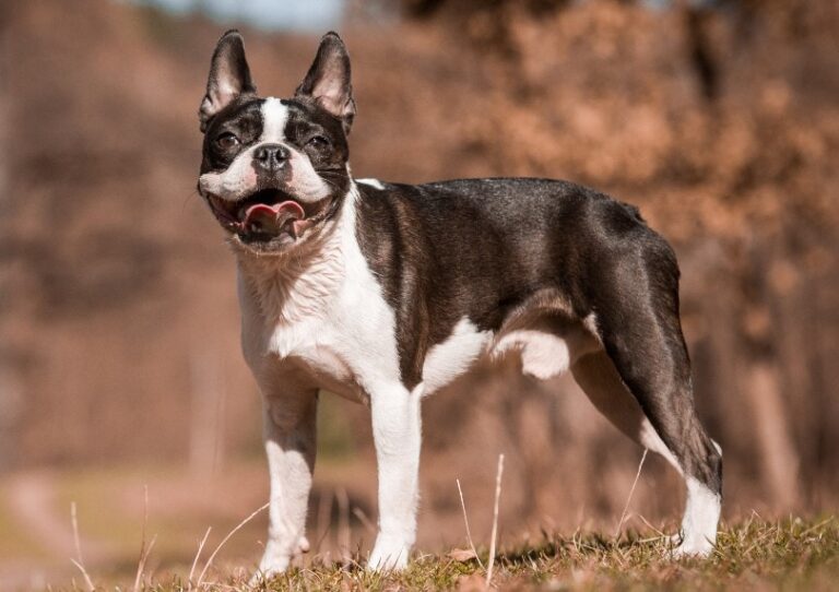 Cancer in Dogs: Which Breeds are Most at Risk?