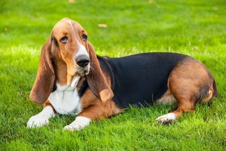 When Seconds Count: A Dog Lover&lsquo;s Guide to Bloat