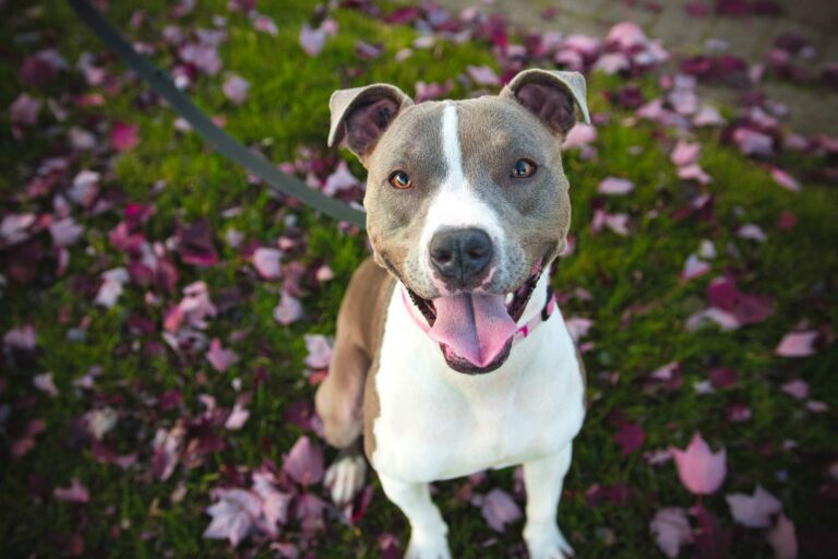 14 Dog Breeds That Look Like Pitbulls