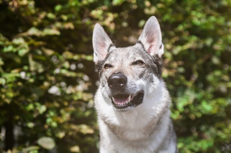 Wolf-Like Wonder: A Comprehensive Guide to Dog Breeds That Resemble Wolves