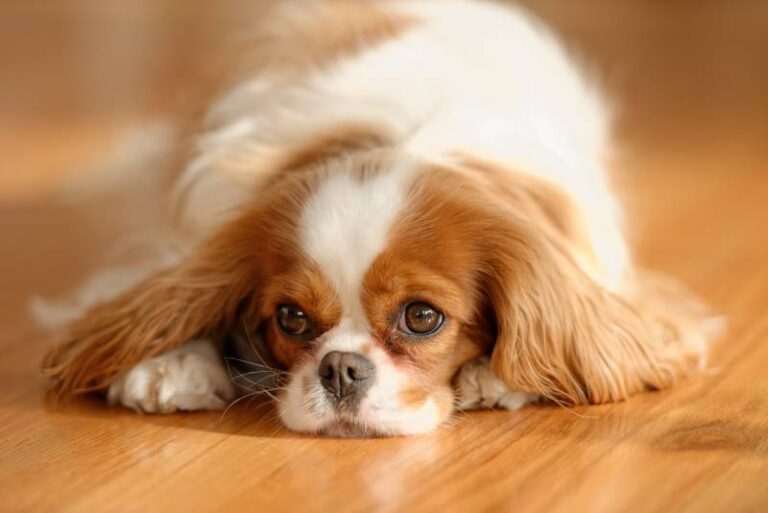 Discover the Delightful Diversity of Dog Breeds That Start With C