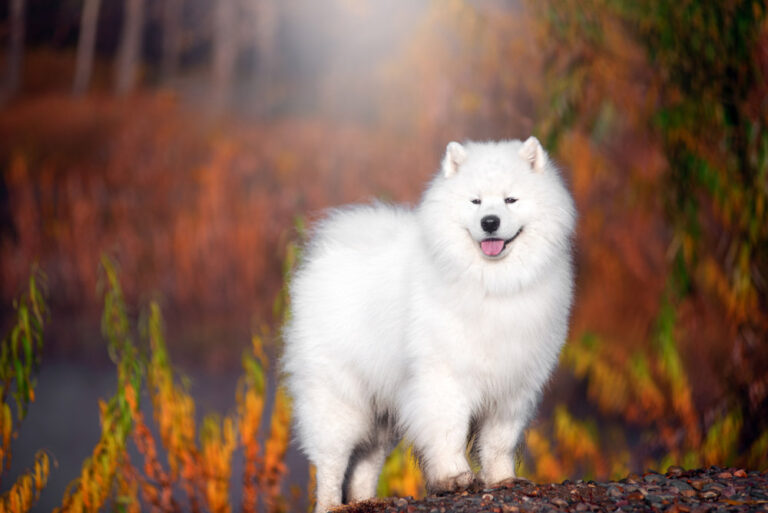 50 Dog Breeds That Start With S: Pictures, Facts & History