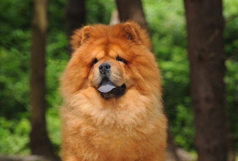 10 Dog Breeds That Look Like Teddy Bears: Big, Fluffy, and Utterly Irresistible