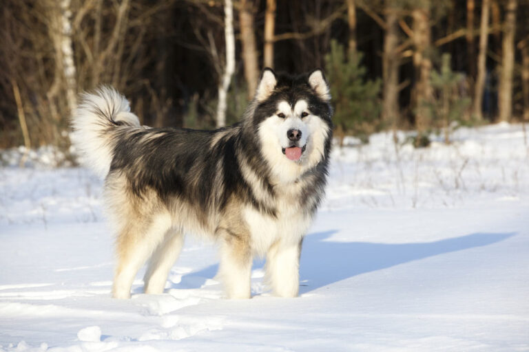 Dogs Who Love a Winter Wonderland: Meet the Cold Weather Breeds
