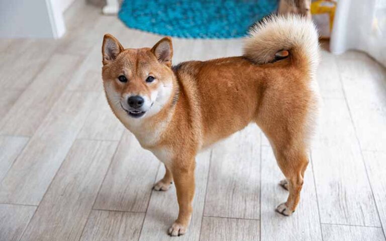 15 Dog Breeds With Curly Tails: Pictures, Facts & History