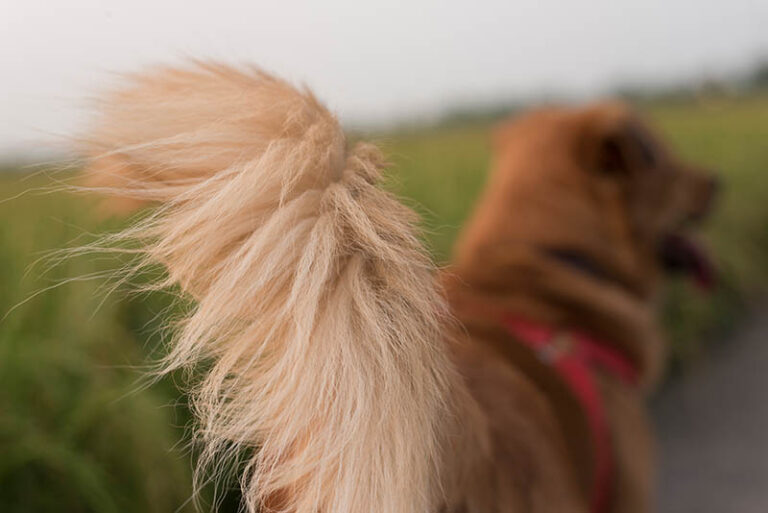 15 Dog Breeds With Irresistibly Fluffy Tails (And Why We Love Them)