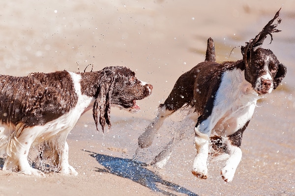 Adorably Curly and Lush-Eared: A Dog Lover&lsquo;s Guide to Breeds with Long, Curly Ears