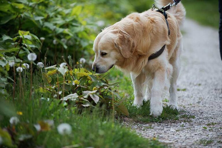 Dog Breeds with the Best Sense of Smell: A Dog Lover&lsquo;s Guide