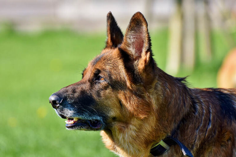 Do German Shepherds Bark a Lot? A Comprehensive Guide for Dog Lovers