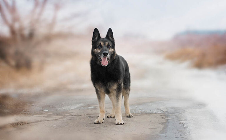 Are German Shepherds Good Pets? An Expert, Science-Backed Guide for Dog Lovers