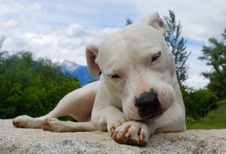 Dogo Argentino Dog Breed: Pictures, Info, Care & More