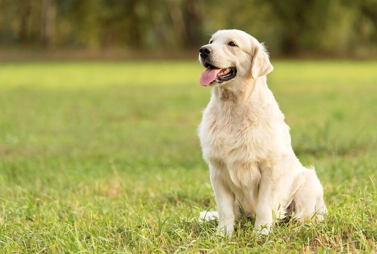 Do Golden Retrievers Like to Cuddle More Than Other Breeds? A Dog Lover&lsquo;s Perspective