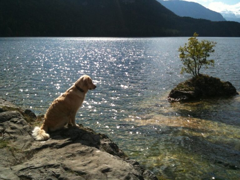 Do Golden Retrievers Like Water? An In-Depth Exploration