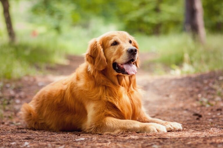 Do Golden Retrievers Smell? A Dog Lover&lsquo;s Guide to Keeping Your Golden Odor-Free