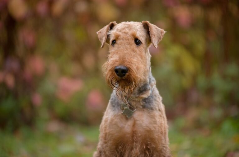 12 Delightful Dog Breeds That Are Similar to Airedale Terriers