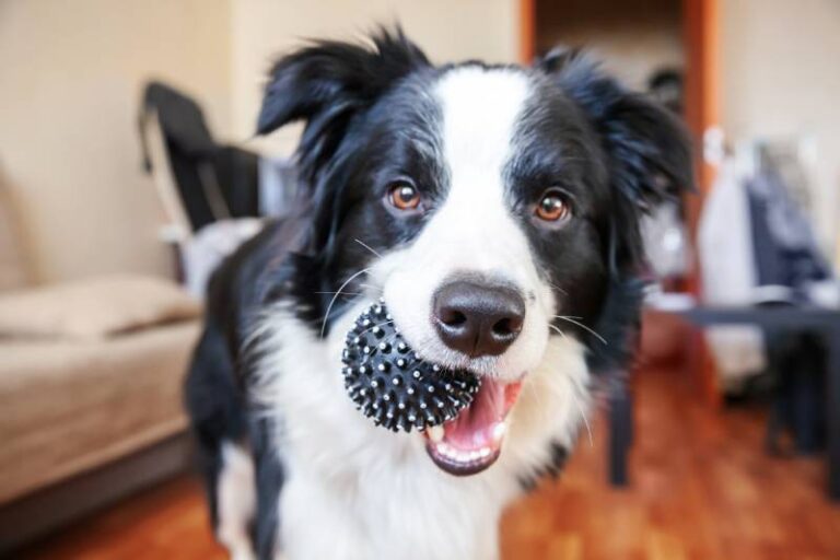 Beyond the Border Collie: 15 Breeds That Share Their Remarkable Traits