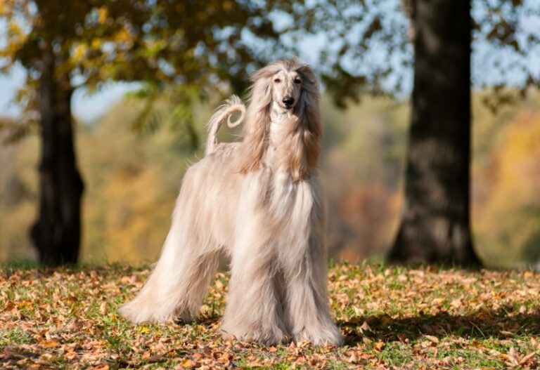 The Dog Lover&lsquo;s Guide to Low-Shedding Breeds: Separating Fact from Fluff