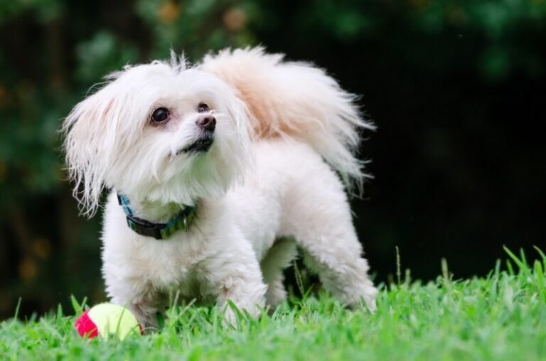 Do Maltipoos Bark a Lot? A Dog Lover&lsquo;s Essential Guide
