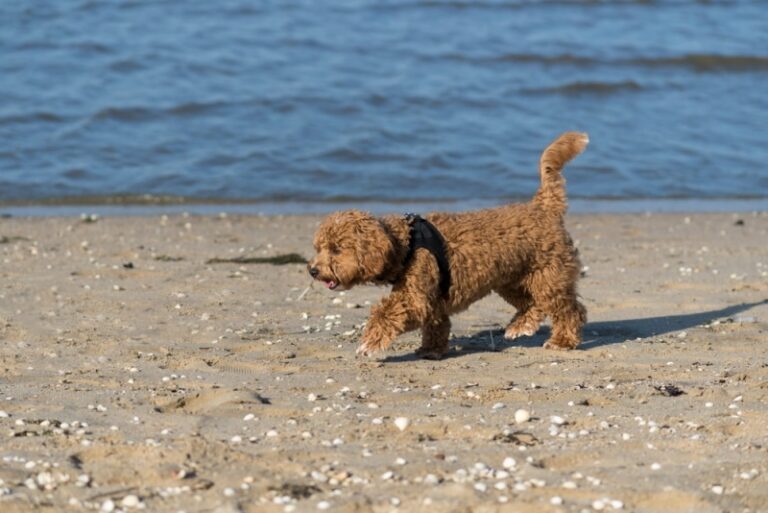 Do Maltipoos Like Water? A Dog Lover&lsquo;s In-Depth Guide