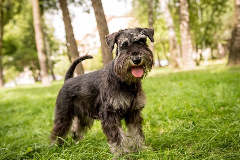 Do Miniature Schnauzers Bark a Lot? The Truth About This Vocal Breed
