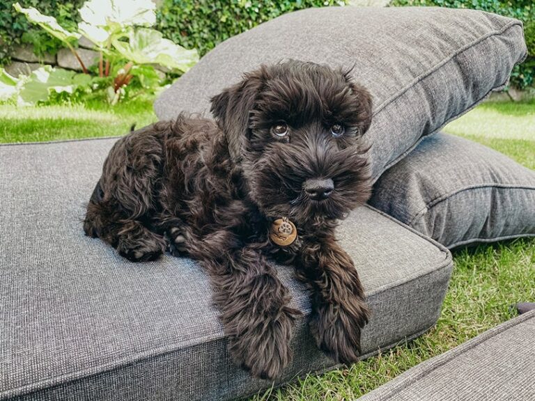 Do Miniature Schnauzers Like to Cuddle? Exploring the Breed&lsquo;s Affectionate Nature
