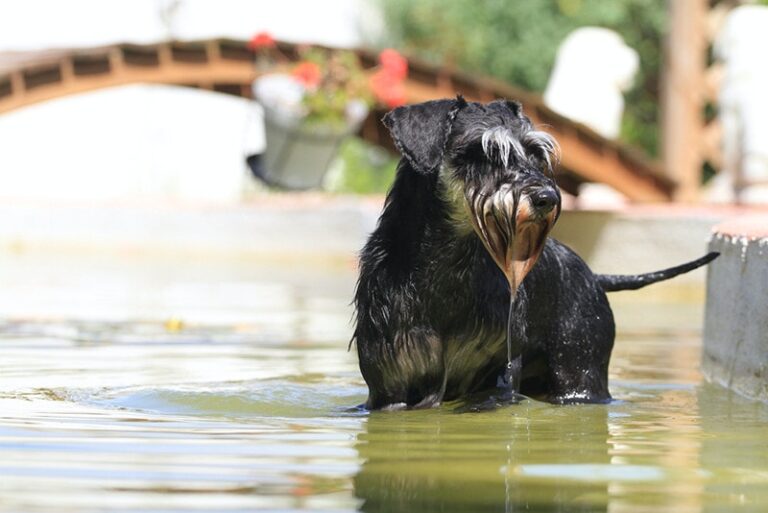 Do Miniature Schnauzers Like Water? A Guide to Swimming With Your Schnauzer