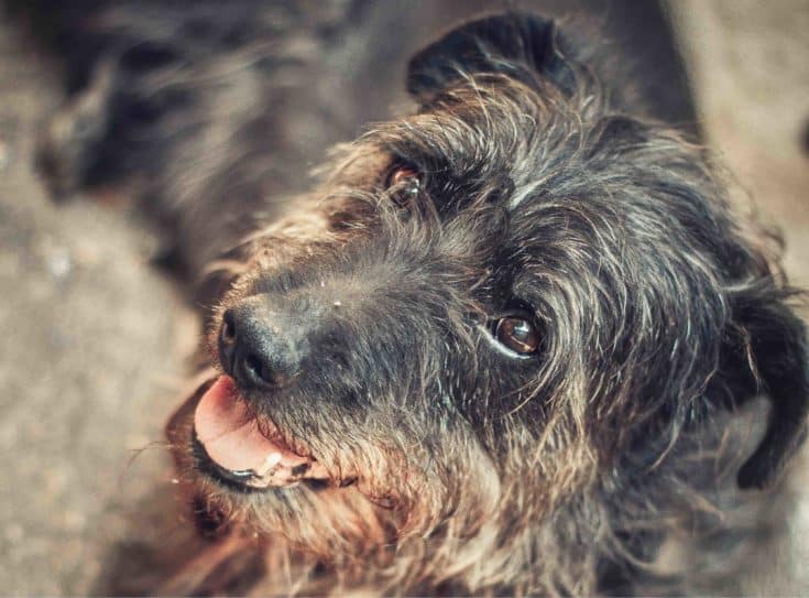 Everything You Need to Know About the Doodleman Pinscher: The Doberman Poodle Mix