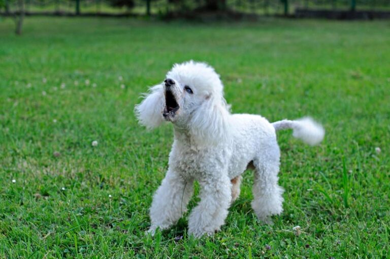 Do Poodles Bark a Lot? An In-Depth Look at Poodle Vocalizations
