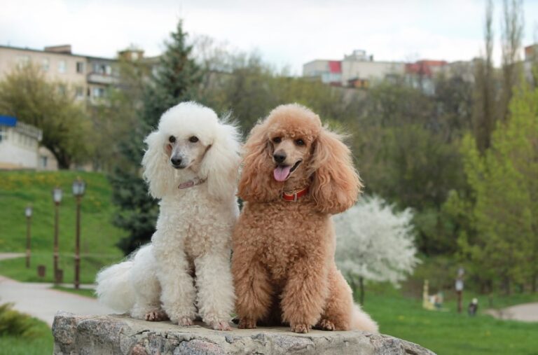 Do Poodles Have Hair or Fur? A Dog Lover&lsquo;s Guide to Poodle Coats