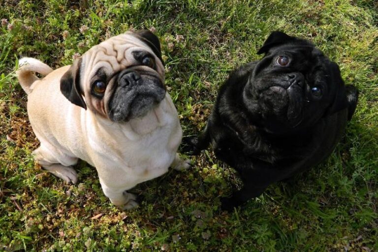 Do Pugs Bark a Lot? A Dog Lover&lsquo;s Guide to Pug Vocalizations