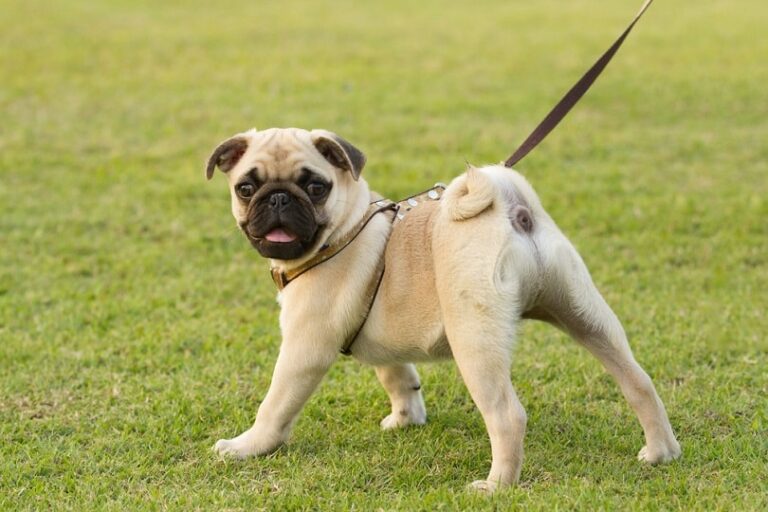 Do Pugs Make Good Pets? An In-Depth Look at the Beloved Breed