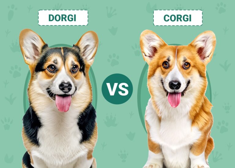 Dorgi vs Corgi: An In-Depth Comparison for Dog Lovers