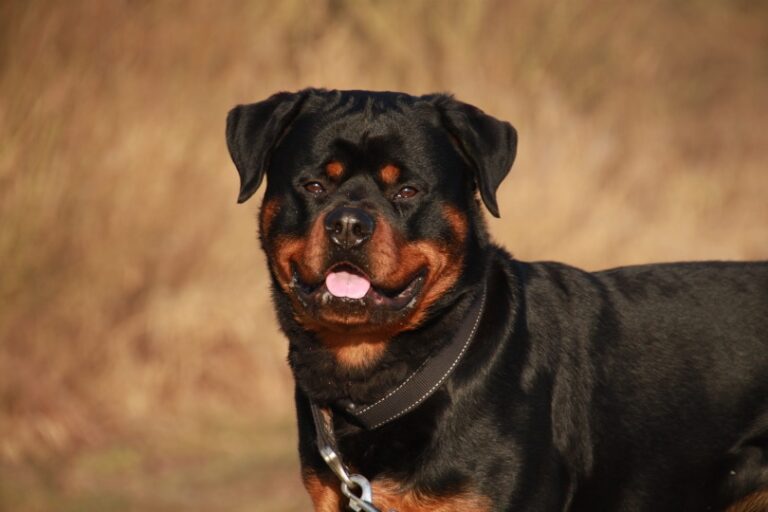 Do Rottweilers Get Their Ears Cropped? A Dog Lover&lsquo;s Guide to This Powerful Breed