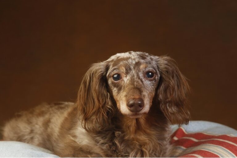 Double Dapple Dachshund: Facts, Origin & History (With Pictures)