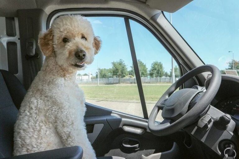 The Double Doodle: Your Guide to This Outgoing, Lovable Hybrid Dog