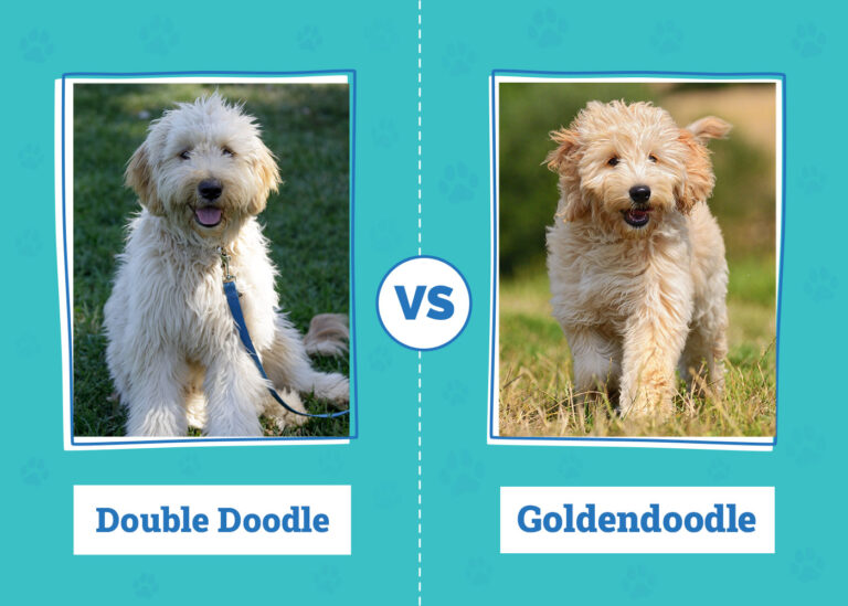 Double Doodle vs Goldendoodle: How to Choose the Right Doodle for You
