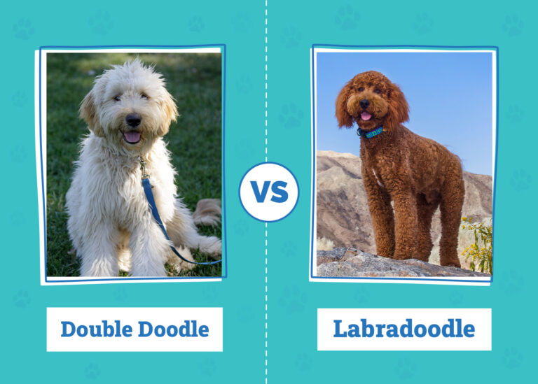 Double Doodle vs. Labradoodle: Key Differences (With Pictures)