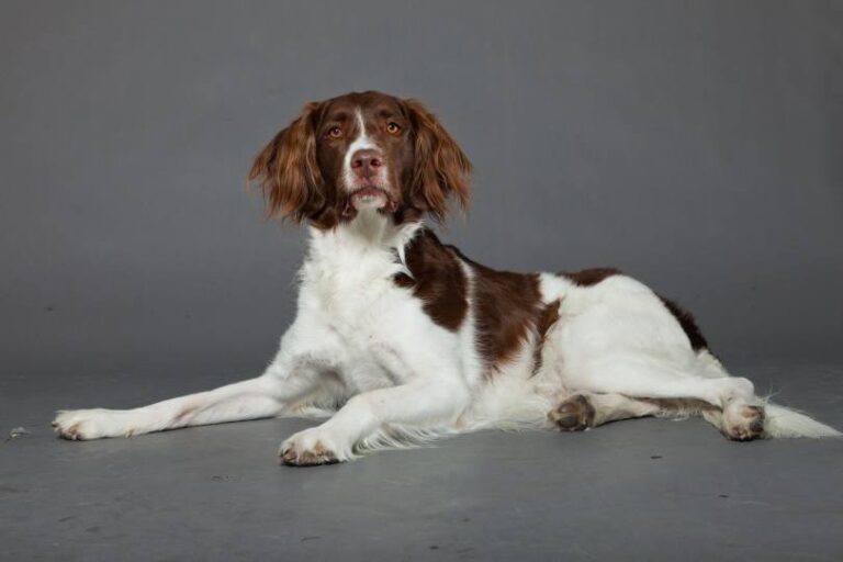 Drentse Patrijshond Dog Breed: Info, Pictures, Care & More