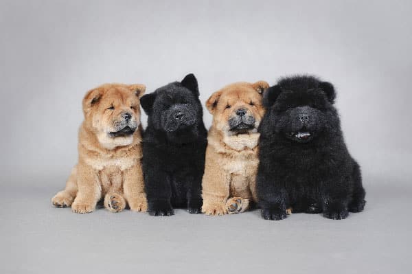 The Truth About the "Dumbest" Dog Breeds: Debunking Myths and Celebrating Unique Intelligence