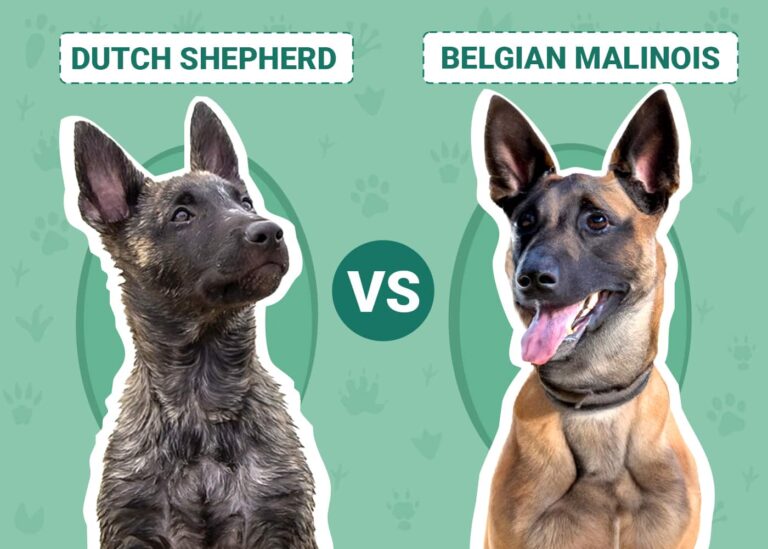 Dutch Shepherd vs. Belgian Malinois: Differences Explained (With Pictures)